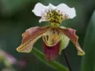 Paphiopedilum 'Chants Temple'