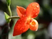Phragmipedium besseae