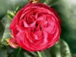 Rose King George I.
