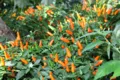 Chilis im Schauhaus