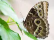 Schmetterling
