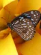 Schmetterling