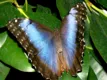 Morpho peleides