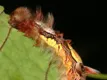 Morpho peleides Raupe
