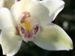Cymbidium