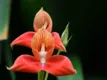 Disa
