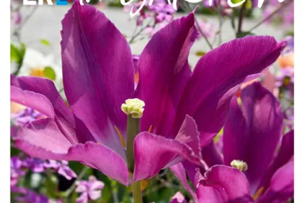 Im Garten 1/2023