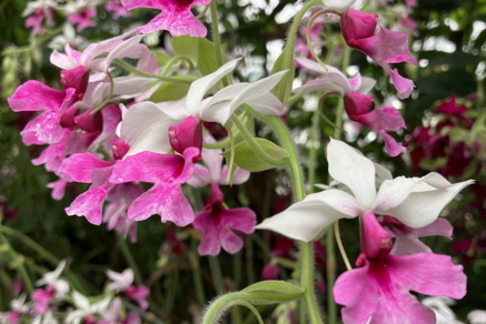 Calanthe