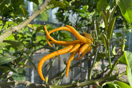 Citrus medica `  ´Digitata´