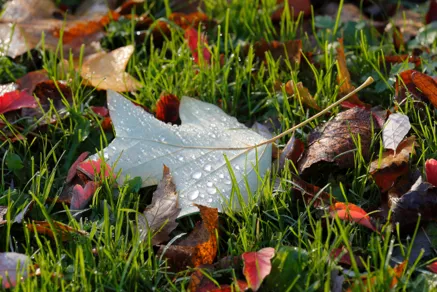 Herbstlaub