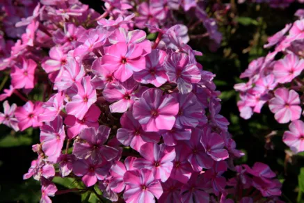 Flammenblume, Phlox