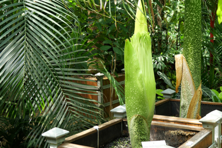 Amorphophallus