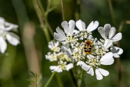 Pinselkäfer auf Strahlendolde