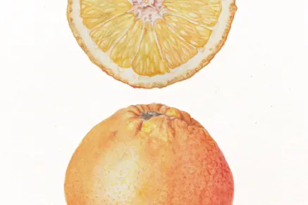 Orangen Ausschnitt
