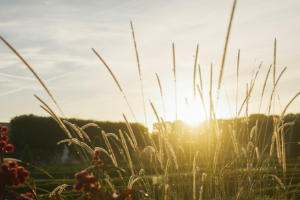 Abendstimmung im Großen Garten