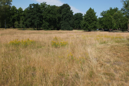 Wiese im Georgengarten