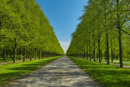 Eine Allee