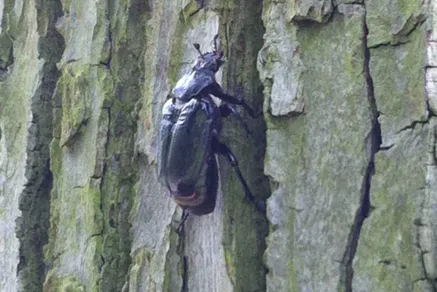 Juchtenkäfer im Berggarten