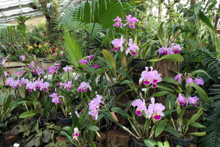 Orchideen im Orchideenschauhaus