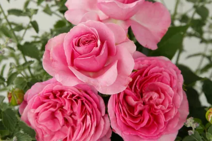 Duftrose Königin Marie