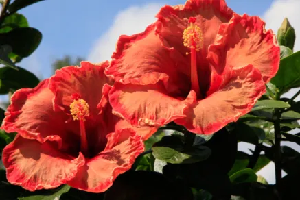 Hibiskusblüten