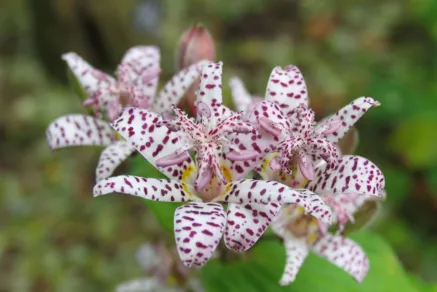 Tricyrtis hirta
