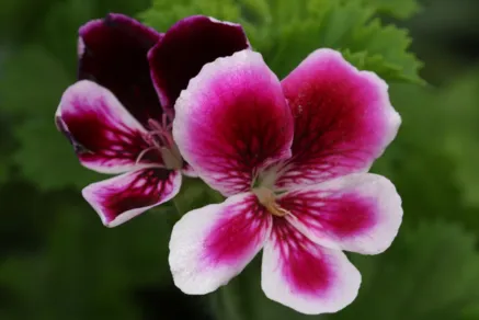 Pelargonium 'Angel's Perfume'