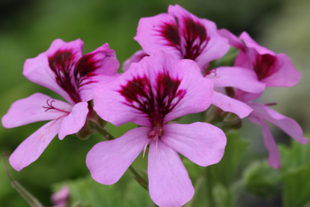 Pelargonium 'Orange Fizz'