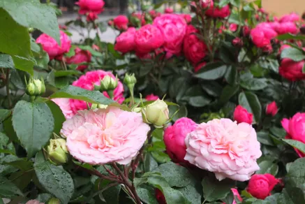 Rosen beim Infopavillon