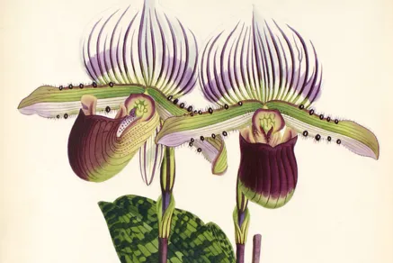 Paphiopedilum lawrenceanum