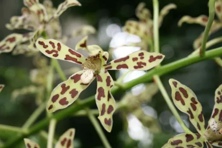 Grammatophyllum