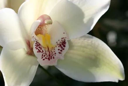 Cymbidium