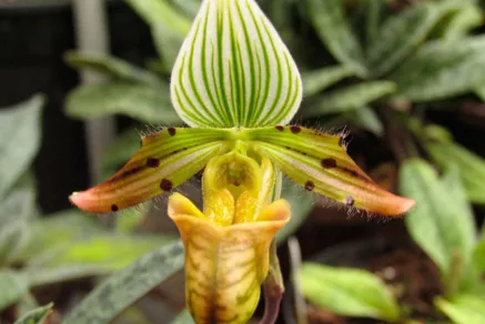 Paphiopedilum venustum