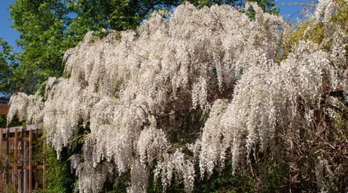 Wei&szlig;er Blauregen im Berggarten