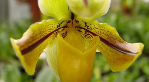 Paphiopedilum drueri