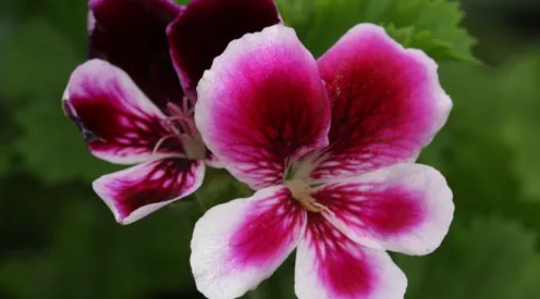 Pelargonium 'Angel's Perfume'