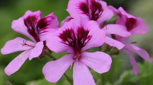 Pelargonium 'Orange Fizz'