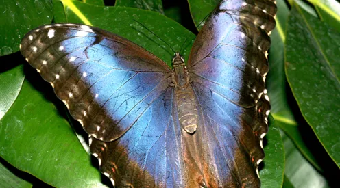 Morpho peleides
