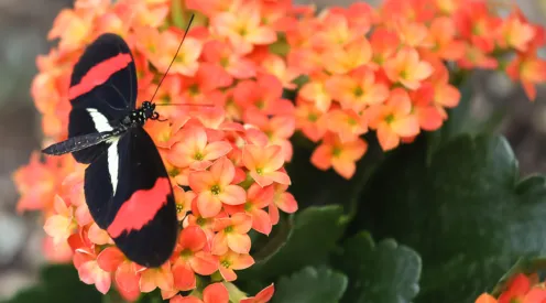 Schmetterling 08