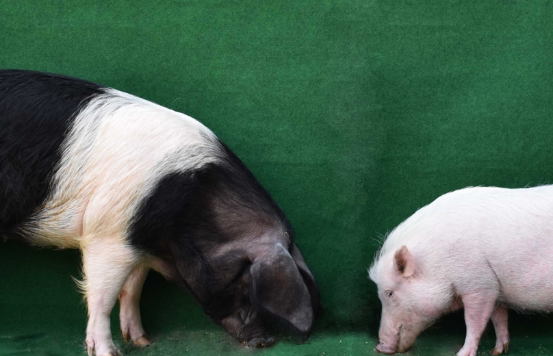 Schweine