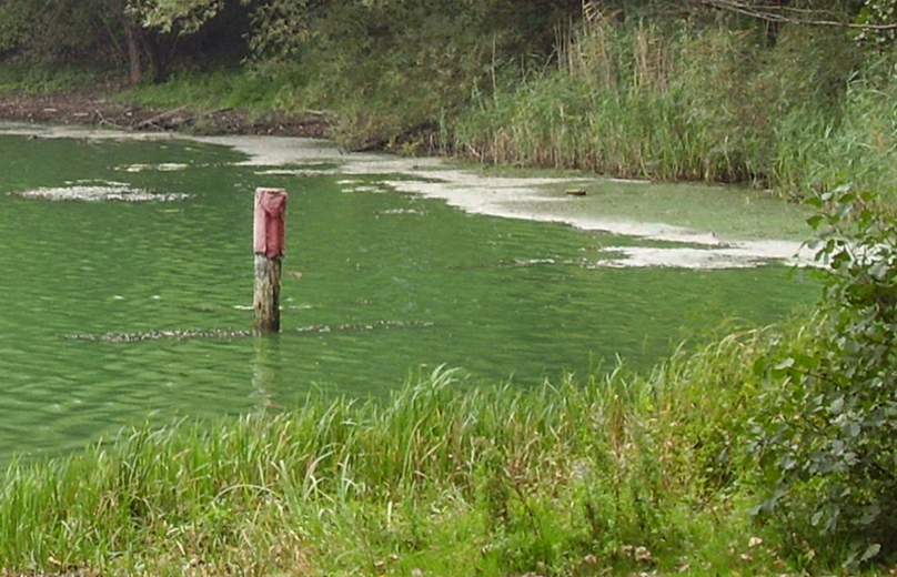 Blaualgen