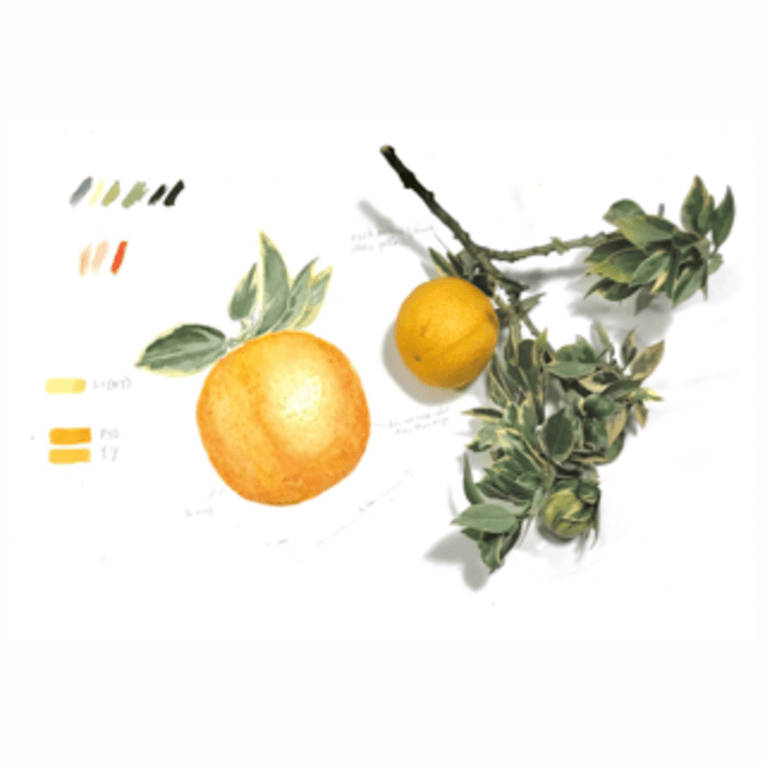 Aquarell mit Zitrusfr&uuml;chten