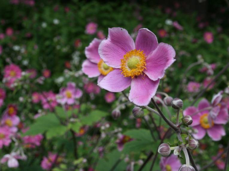 Rosa Herbstanemone