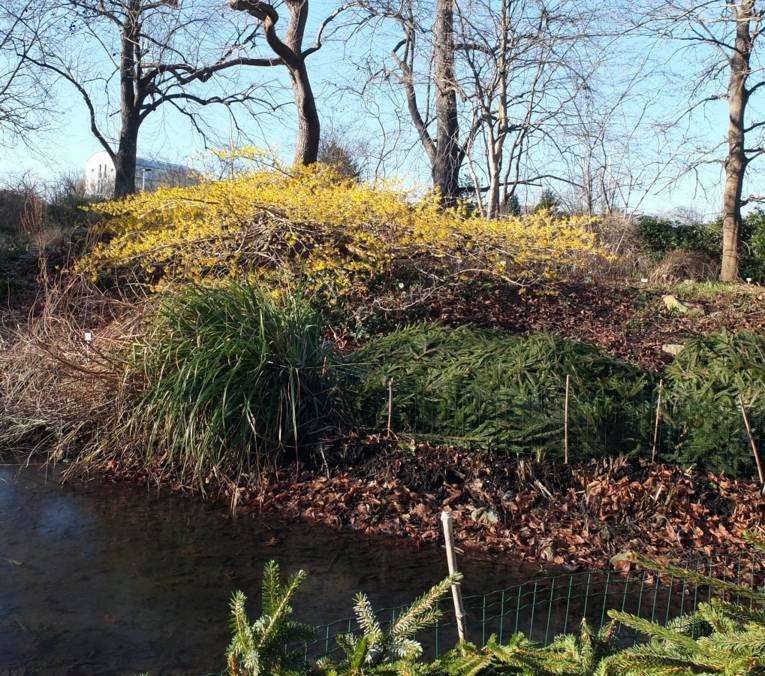 Hamamelisstrauch im Staudengrund