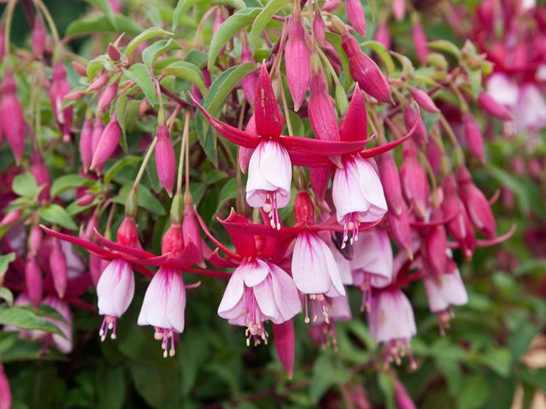 Die wei&szlig;-pinken Bl&uuml;ten der Fuchsia 'Annie M G Schmidt'