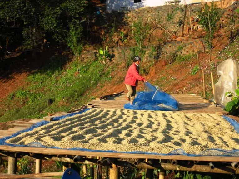 Kaffeeproduktion in Thailand