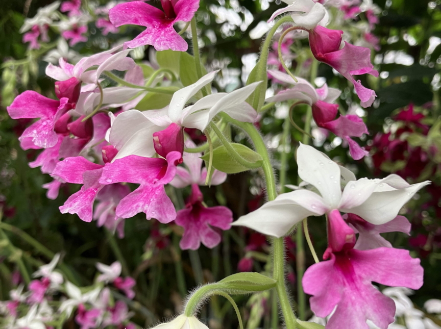Calanthe