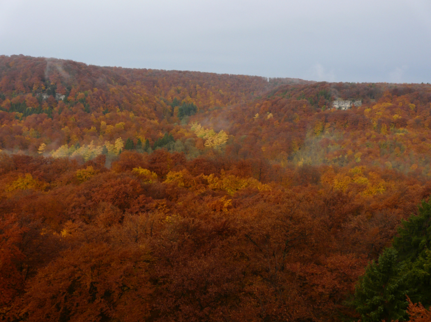 Herbstlicher wald
