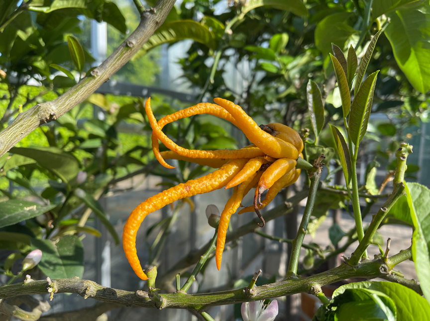 Citrus medica `  ´Digitata´