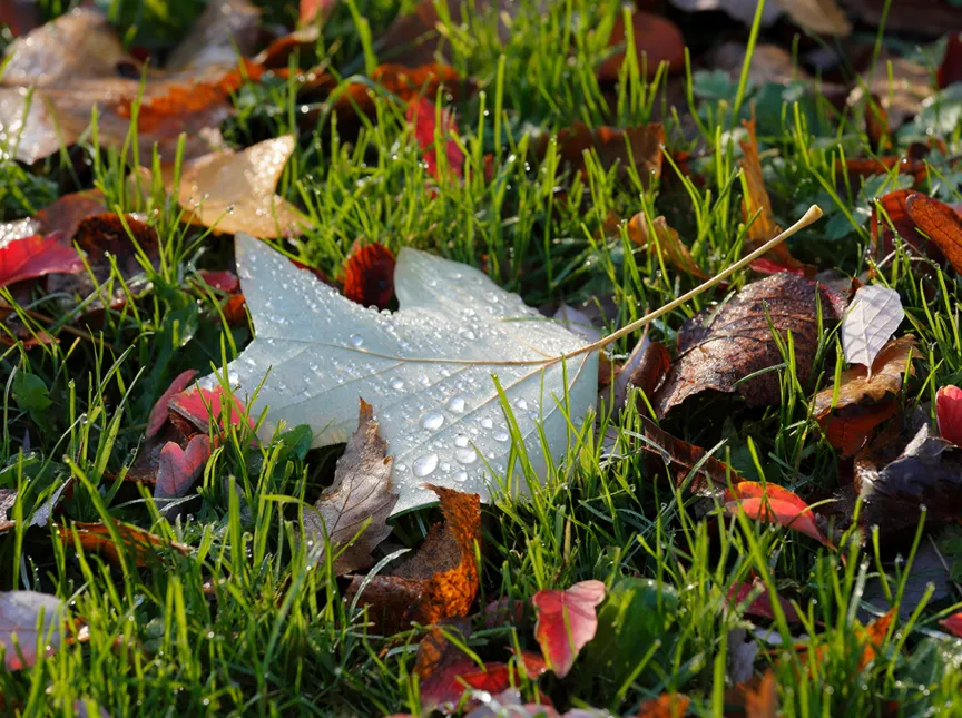 Herbstlaub